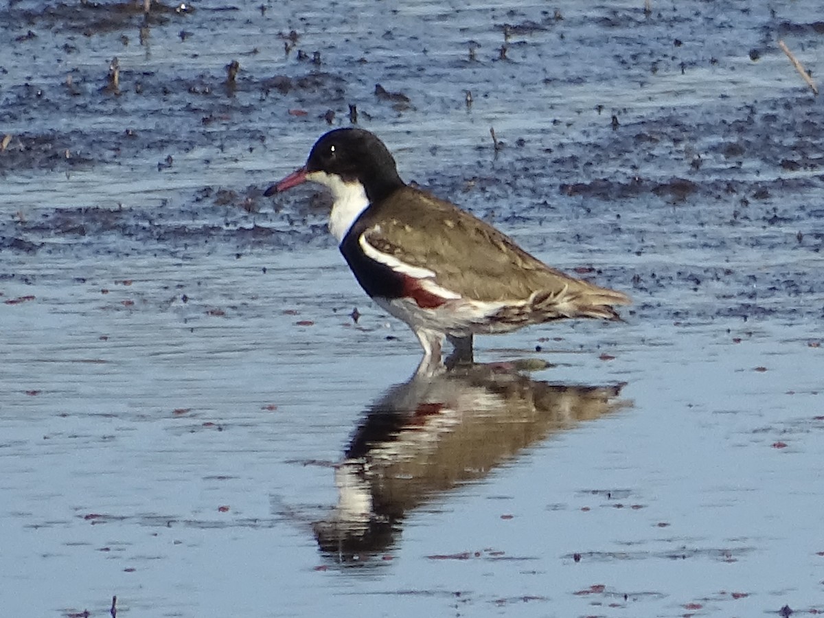 Red-kneed Dotterel - ML109899971