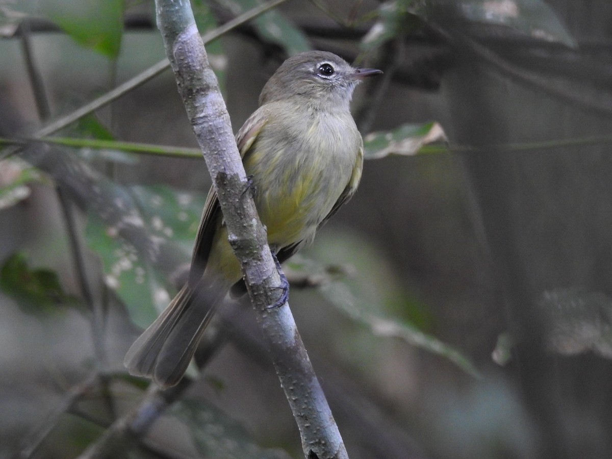 Greenish Elaenia - ML109899991