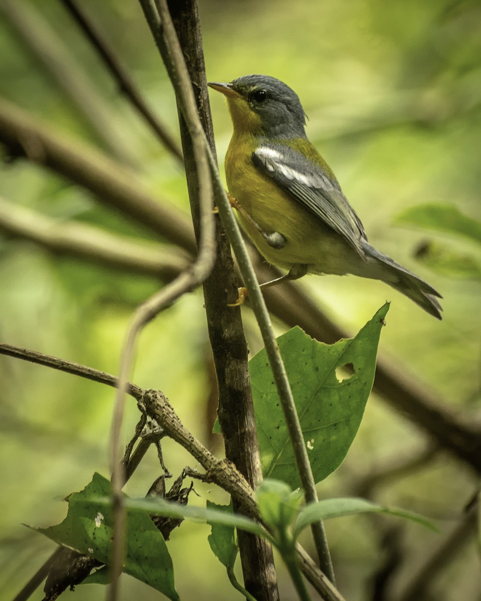 Tropical Parula - André Adeodato - Aves de Sobral