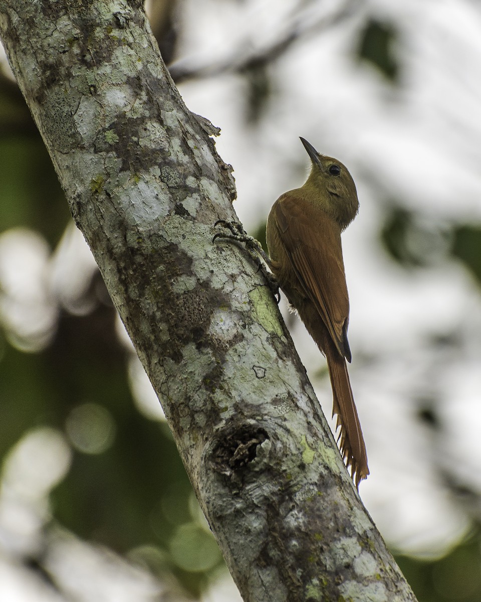 Olivaceous Woodcreeper - André Adeodato - Aves de Sobral