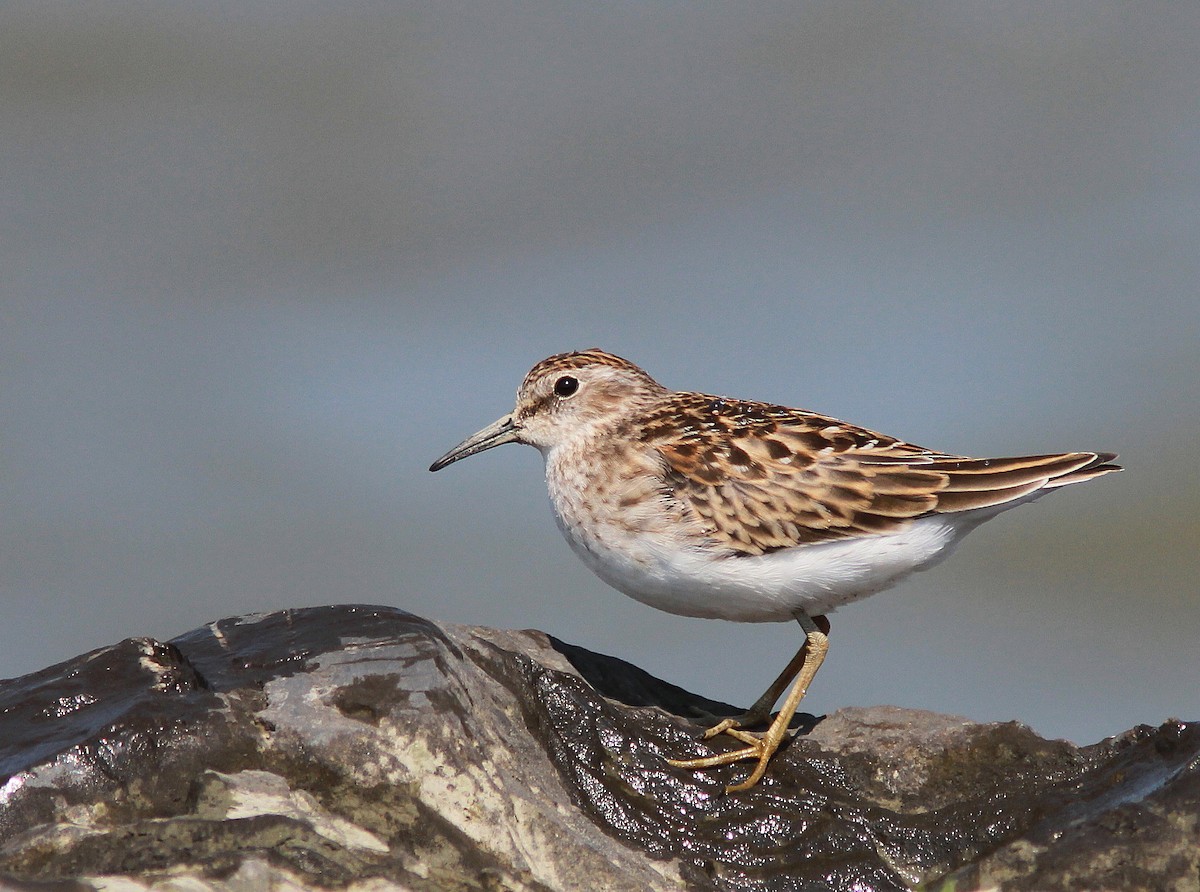 Least Sandpiper - Guy Poisson