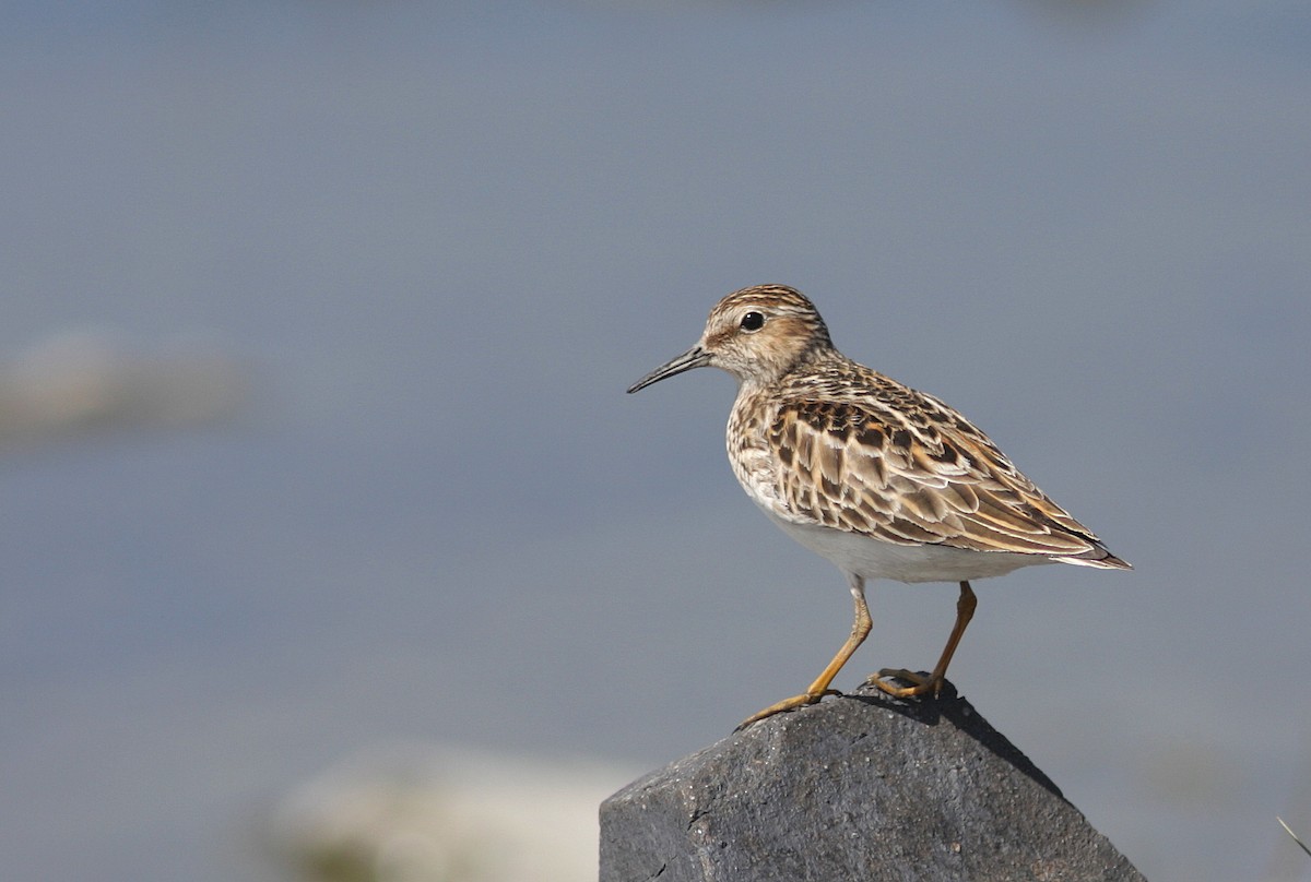 Least Sandpiper - Guy Poisson