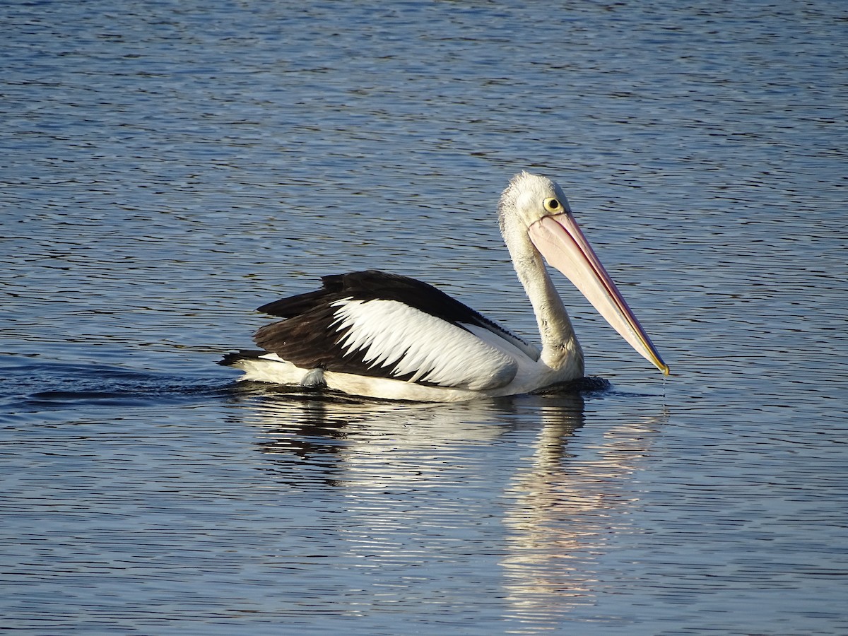 Australian Pelican - Richard Murray