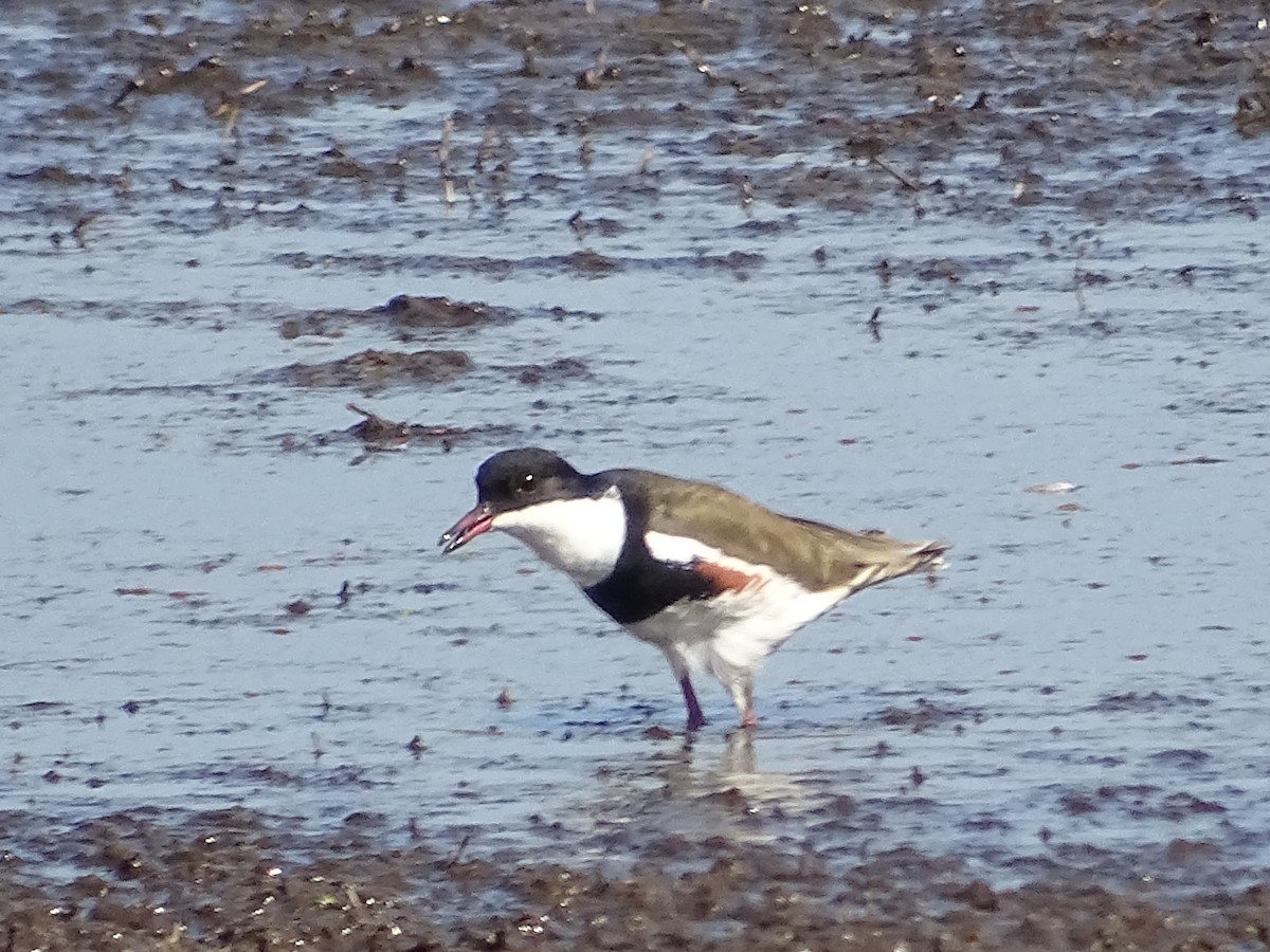 Red-kneed Dotterel - ML109902601