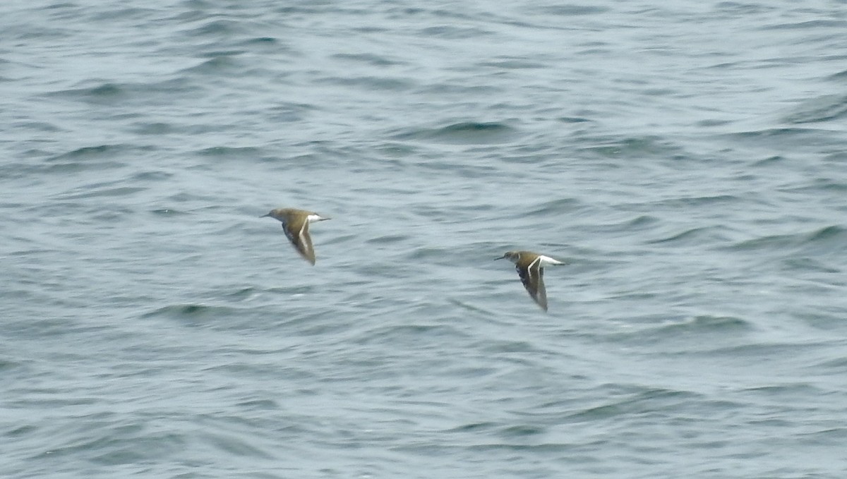 Common Sandpiper - ML109903491