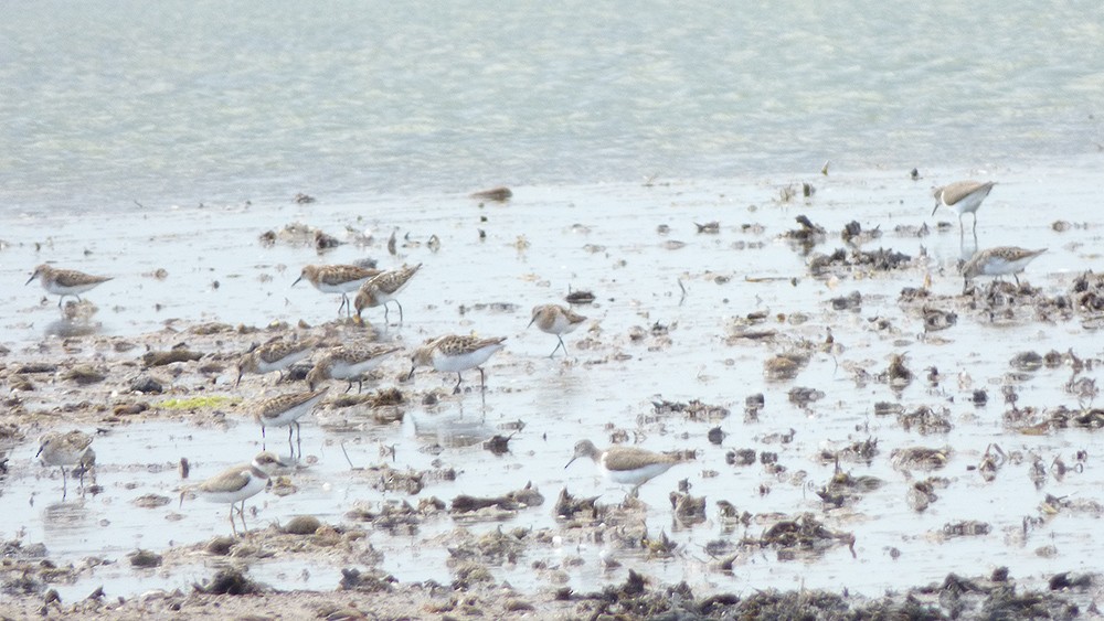 Little Stint - ML109903861