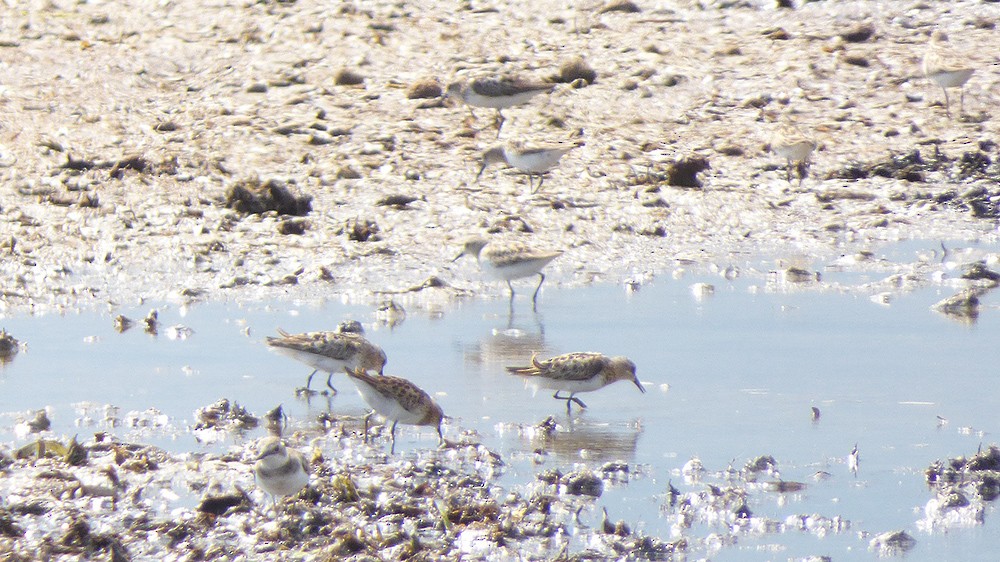 Little Stint - ML109903871