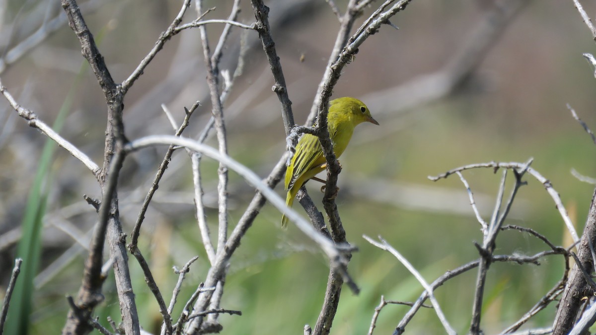 Yellow Warbler - ML109904111