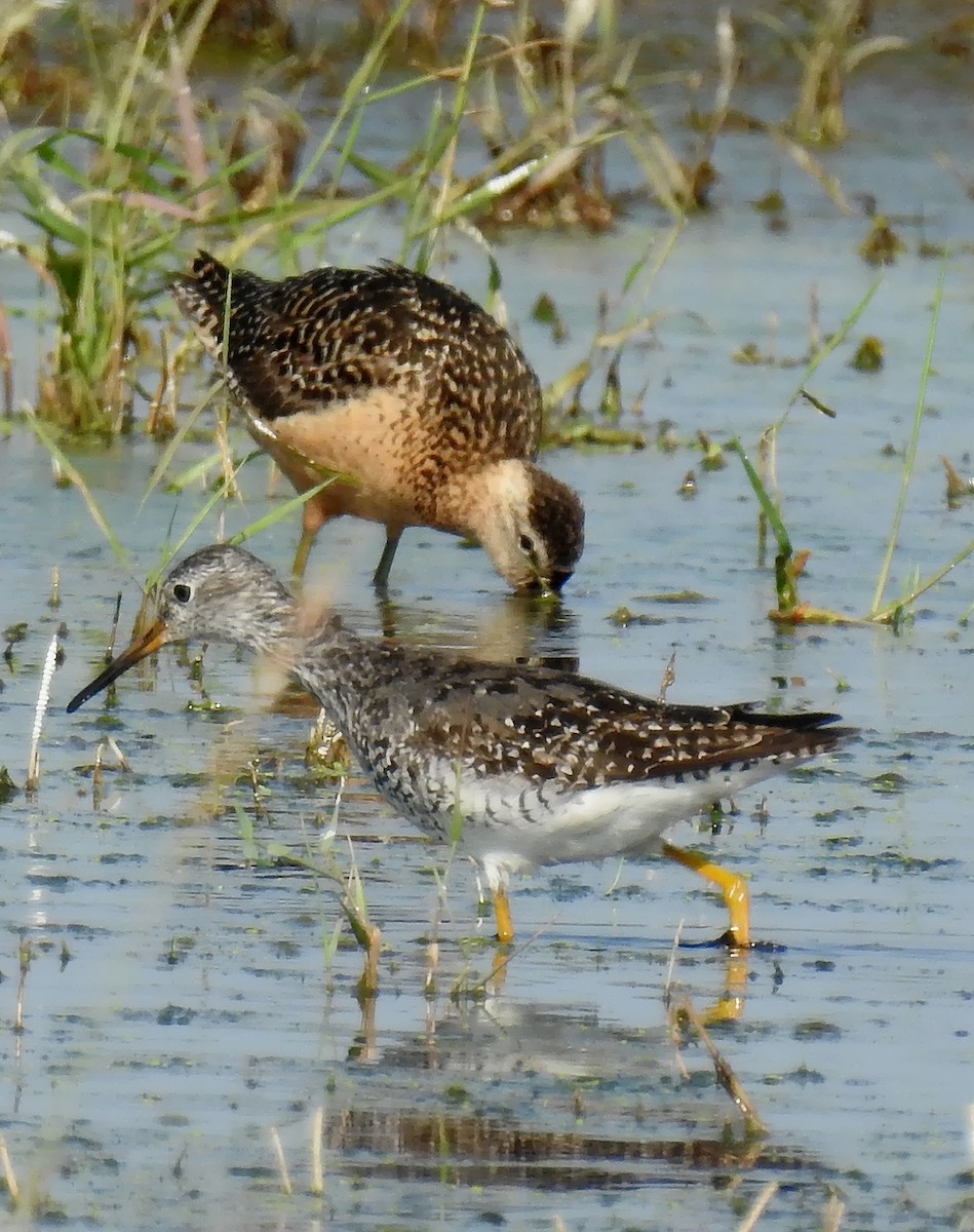Long-billed Dowitcher - ML109904201