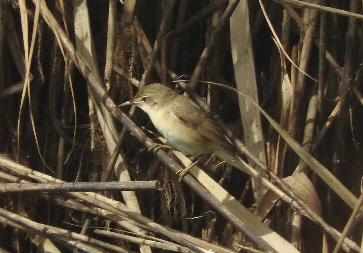 Common Reed Warbler - ML109906351