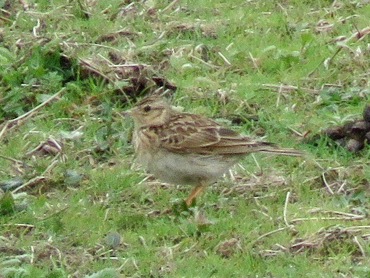 Eurasian Skylark (European) - ML109906401