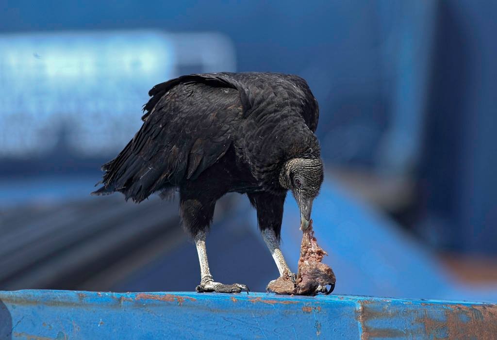 Black Vulture - ML109907551