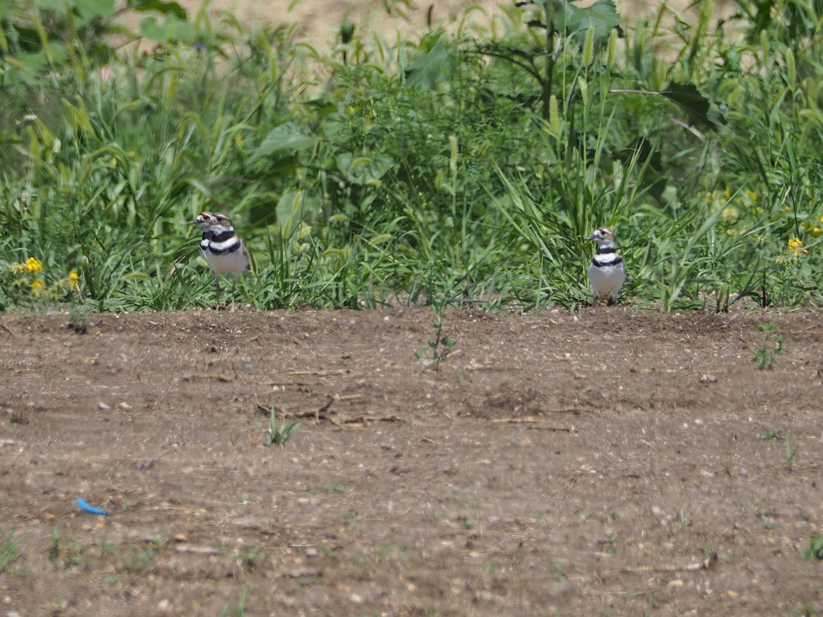 Killdeer - ML109907641