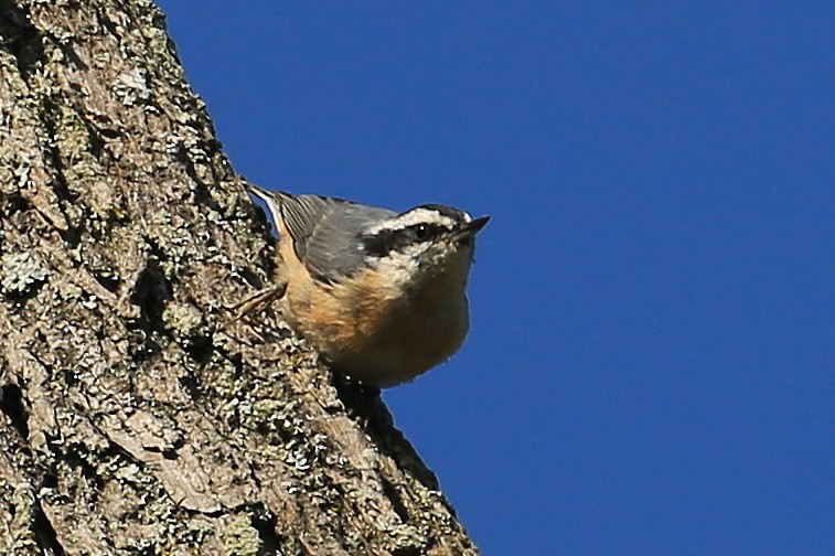 Red-breasted Nuthatch - ML109908301