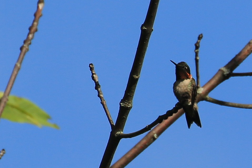 Ruby-throated Hummingbird - ML109908351