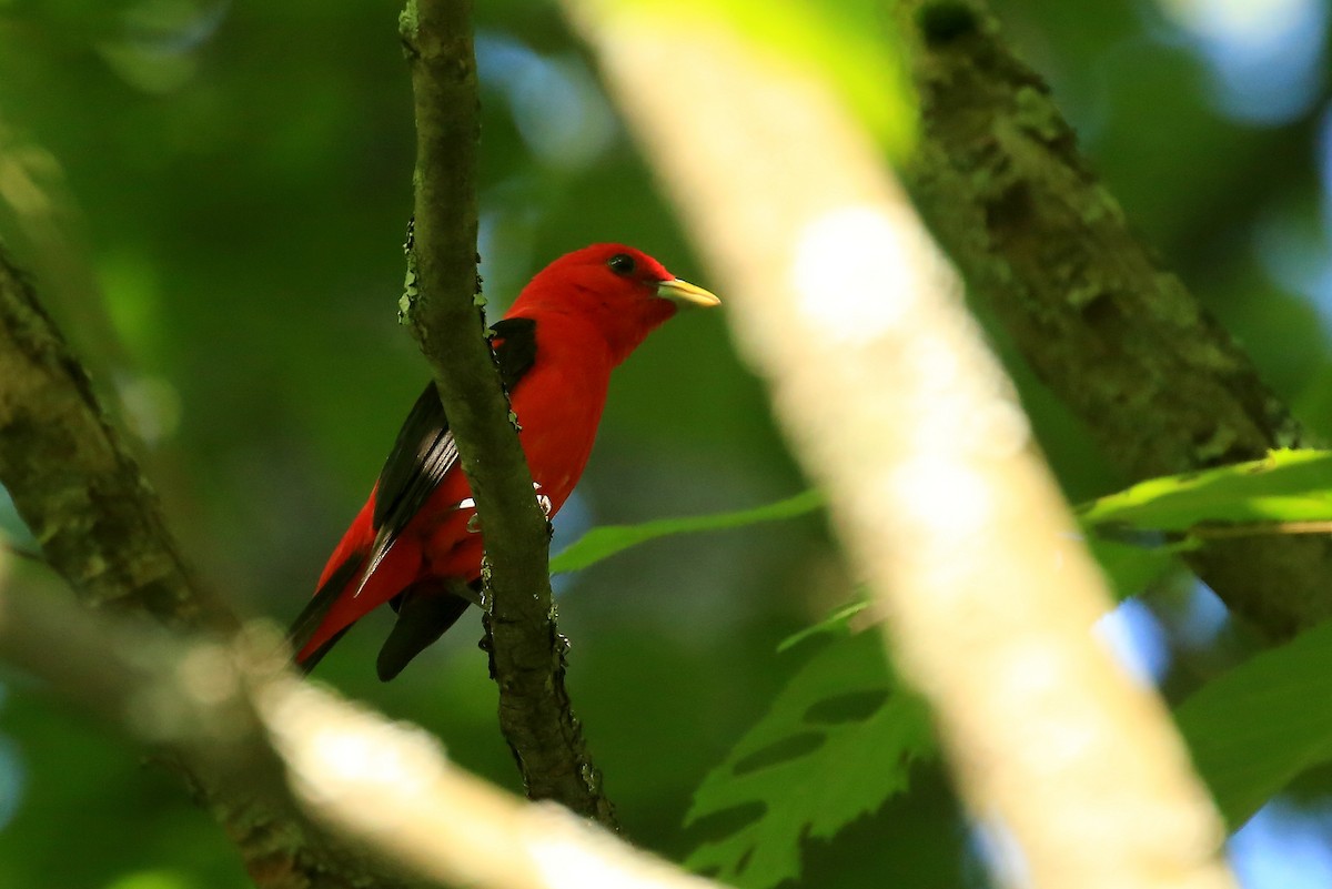 Scarlet Tanager - ML109908531