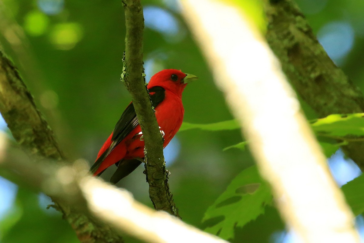 Scarlet Tanager - ML109908671