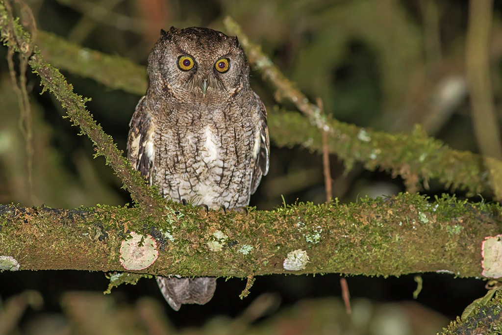 Black-capped Screech-Owl - ML109910361