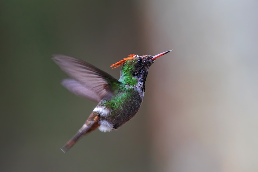 Frilled Coquette - ML109910851