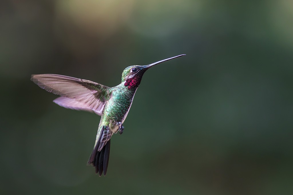 kolibřík fialovolímcový - ML109910961