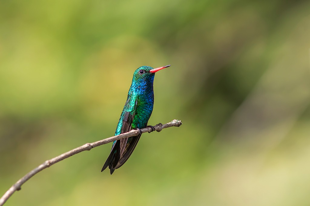 Glittering-bellied Emerald - ML109911021