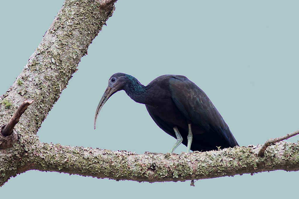 Green Ibis - ML109911251