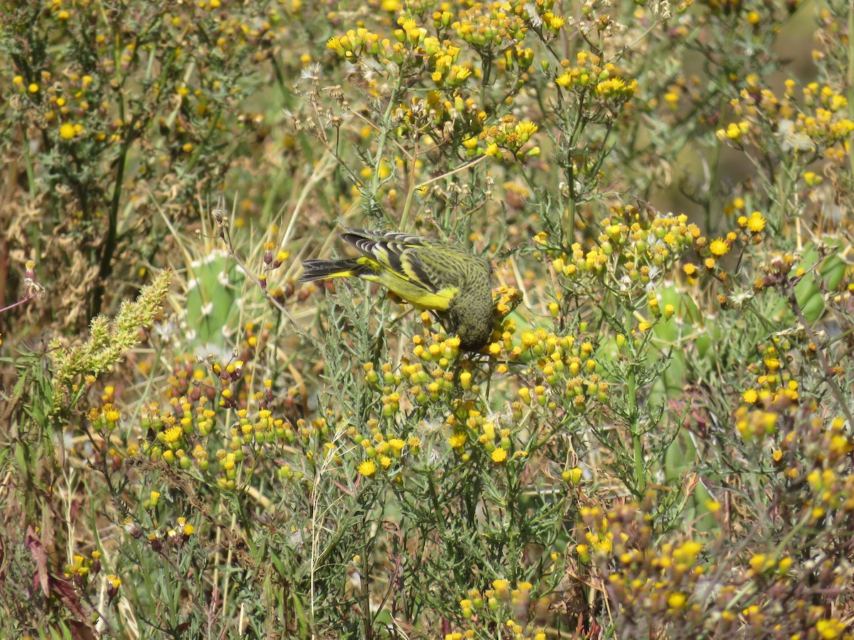 Yellow-rumped Siskin - ML109911811