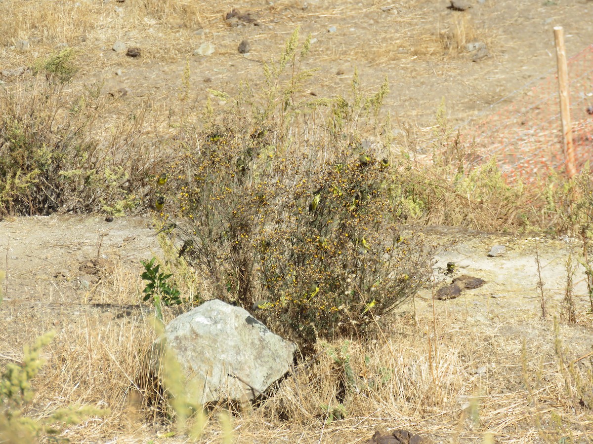 Yellow-rumped Siskin - ML109911921