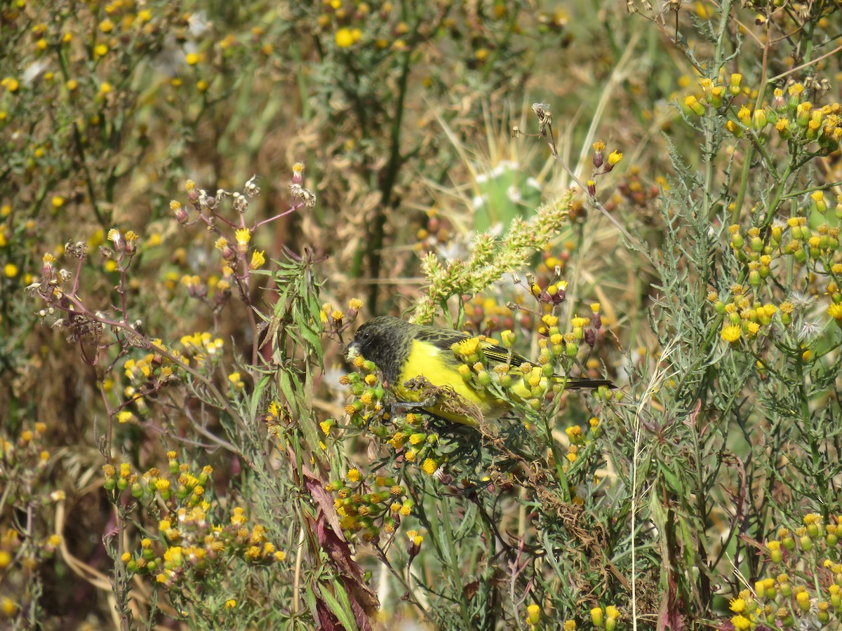 Yellow-rumped Siskin - ML109911931