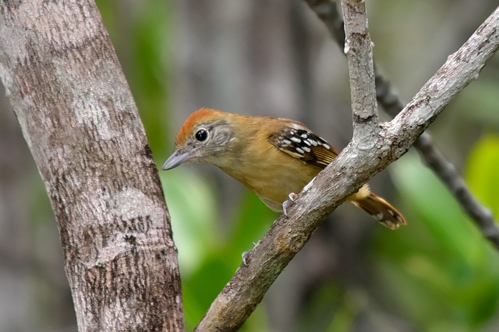 Sooretama Slaty-Antshrike - Rodrigo Ferronato