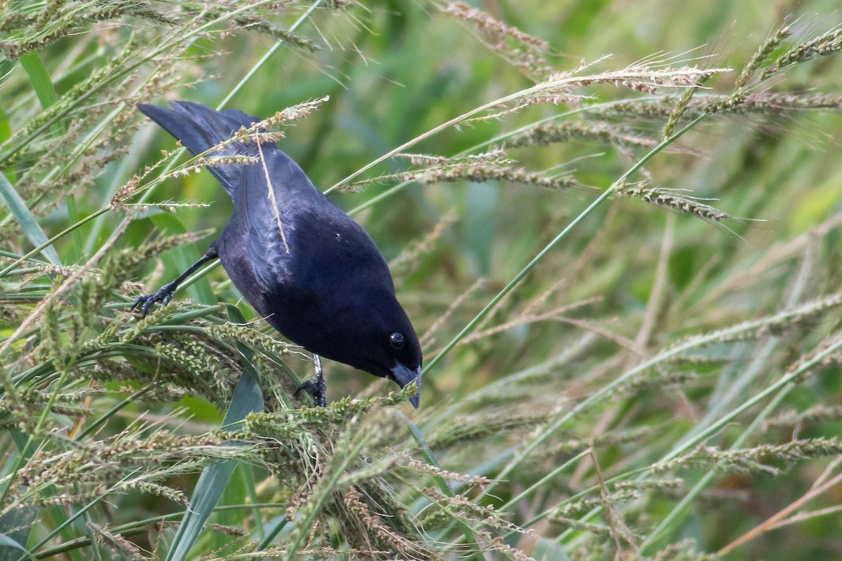 Shiny Cowbird - ML109914321