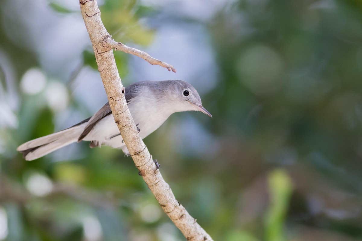 Blue-gray Gnatcatcher - ML109914391