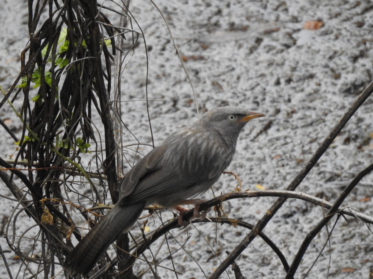 Jungle Babbler - VASEN SULI