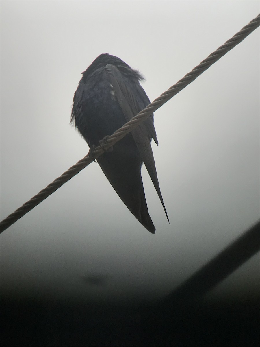 Golondrina Sureña - ML109916081