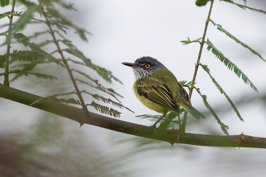 Spotted Tody-Flycatcher - Marcelo Feliti