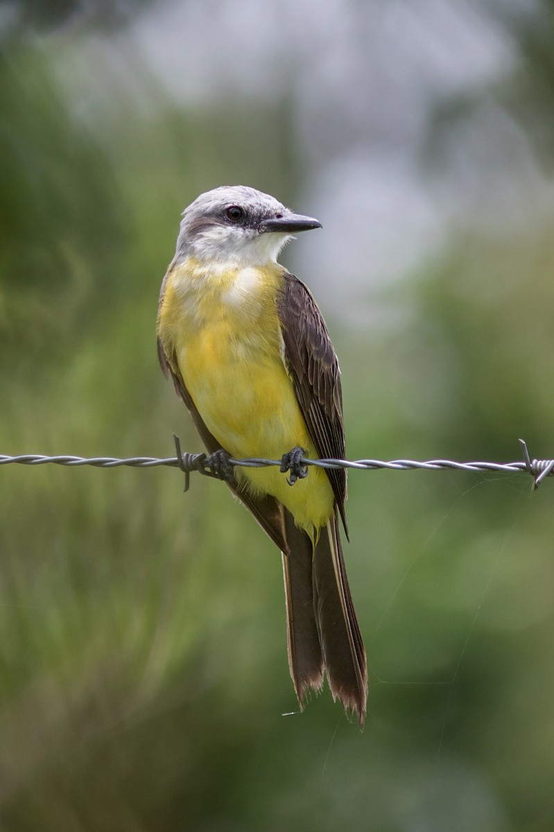 White-throated Kingbird - ML109917541