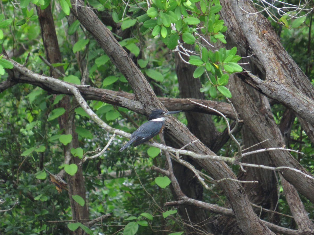 Ringed Kingfisher - Gabriel Utria - Quetzal Birdwatch