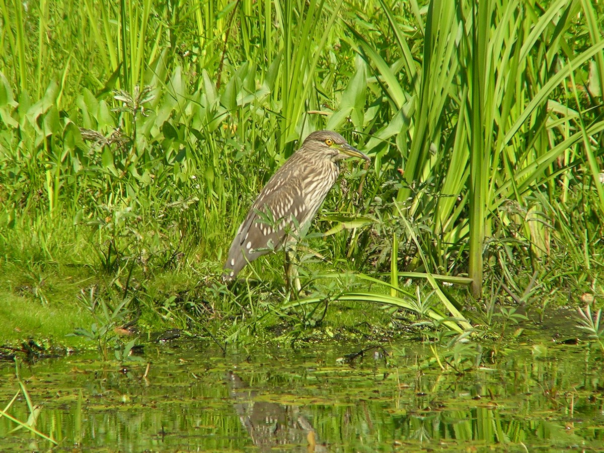 Black-crowned Night Heron - ML109926881