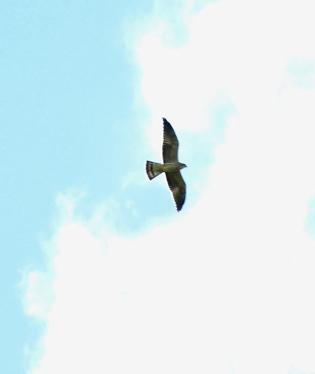 Mississippi Kite - ML109930561