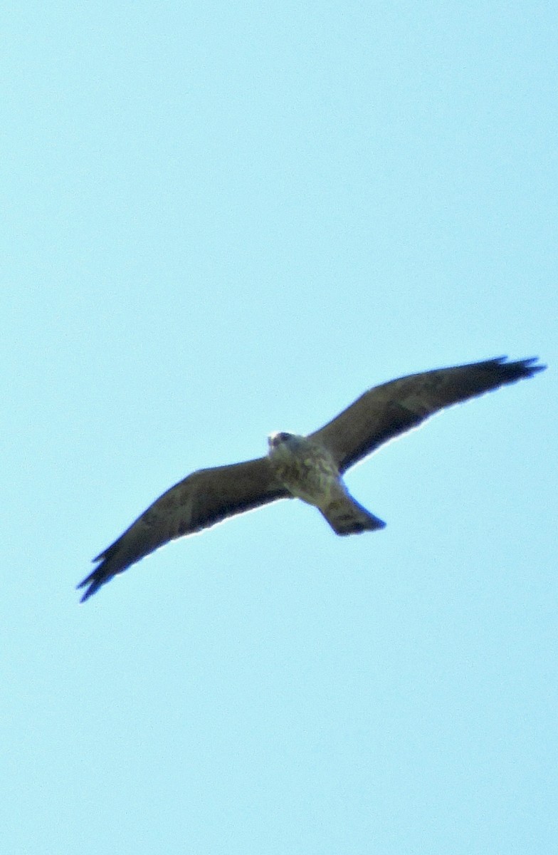 Mississippi Kite - ML109930571