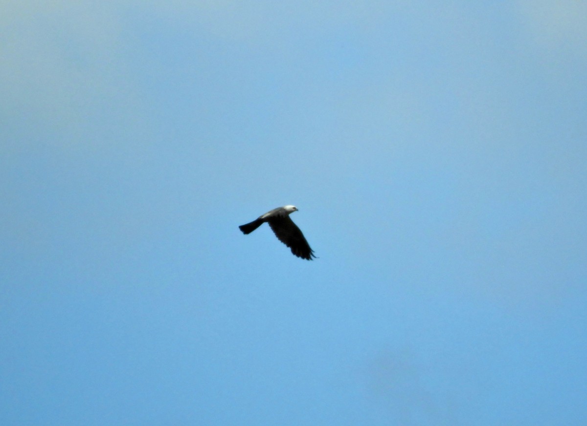 Mississippi Kite - ML109930591