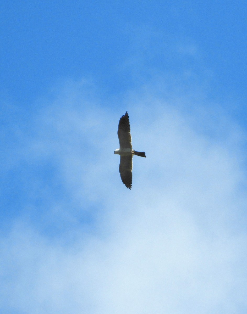 Mississippi Kite - ML109930601