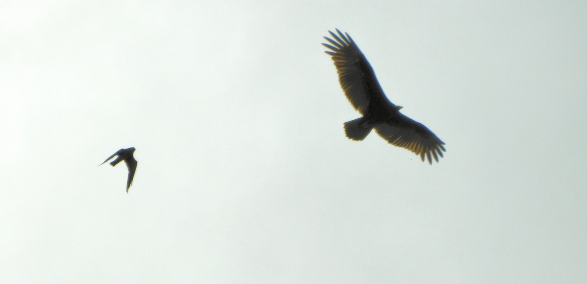 Mississippi Kite - ML109930621