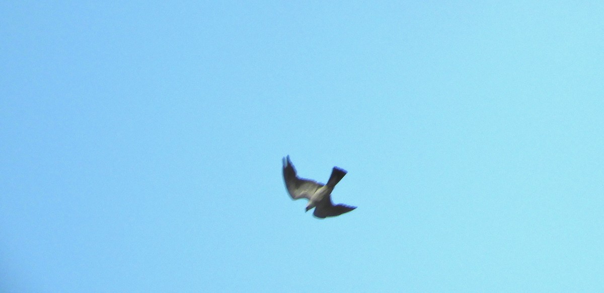 Mississippi Kite - ML109930631