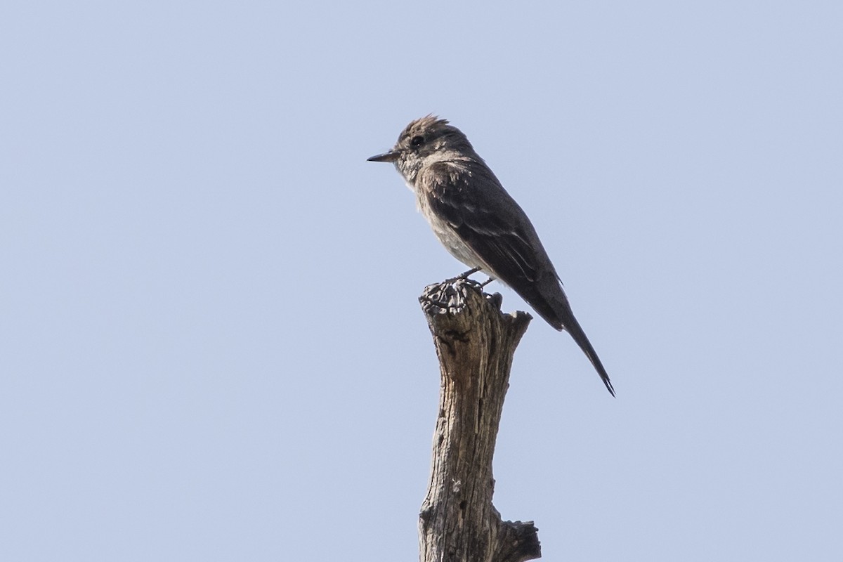 Western Wood-Pewee - ML109930641