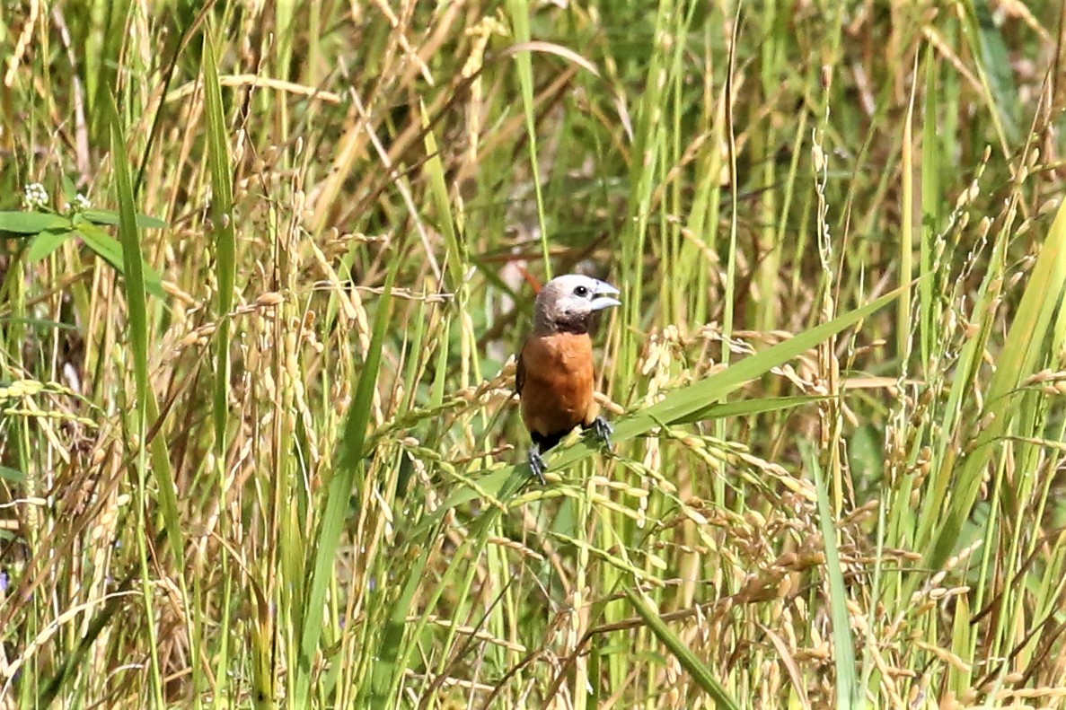 Gray-crowned Munia - ML109934041