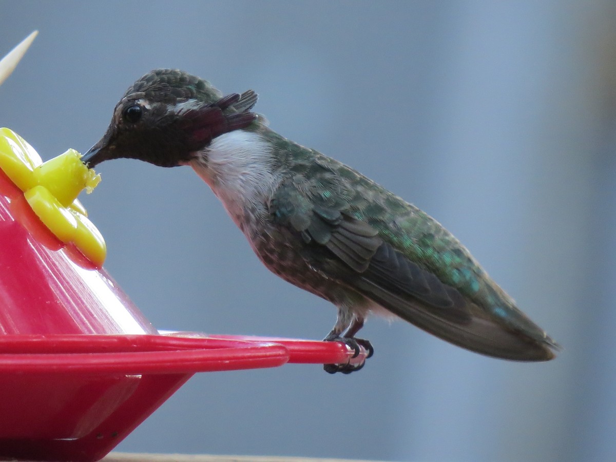 Costa's Hummingbird - ML109935371