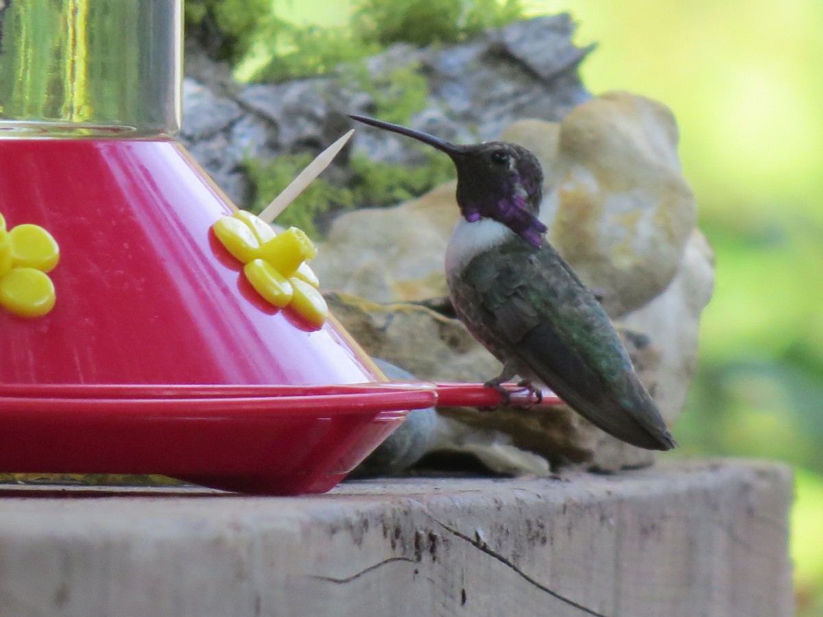Costa's Hummingbird - ML109935481