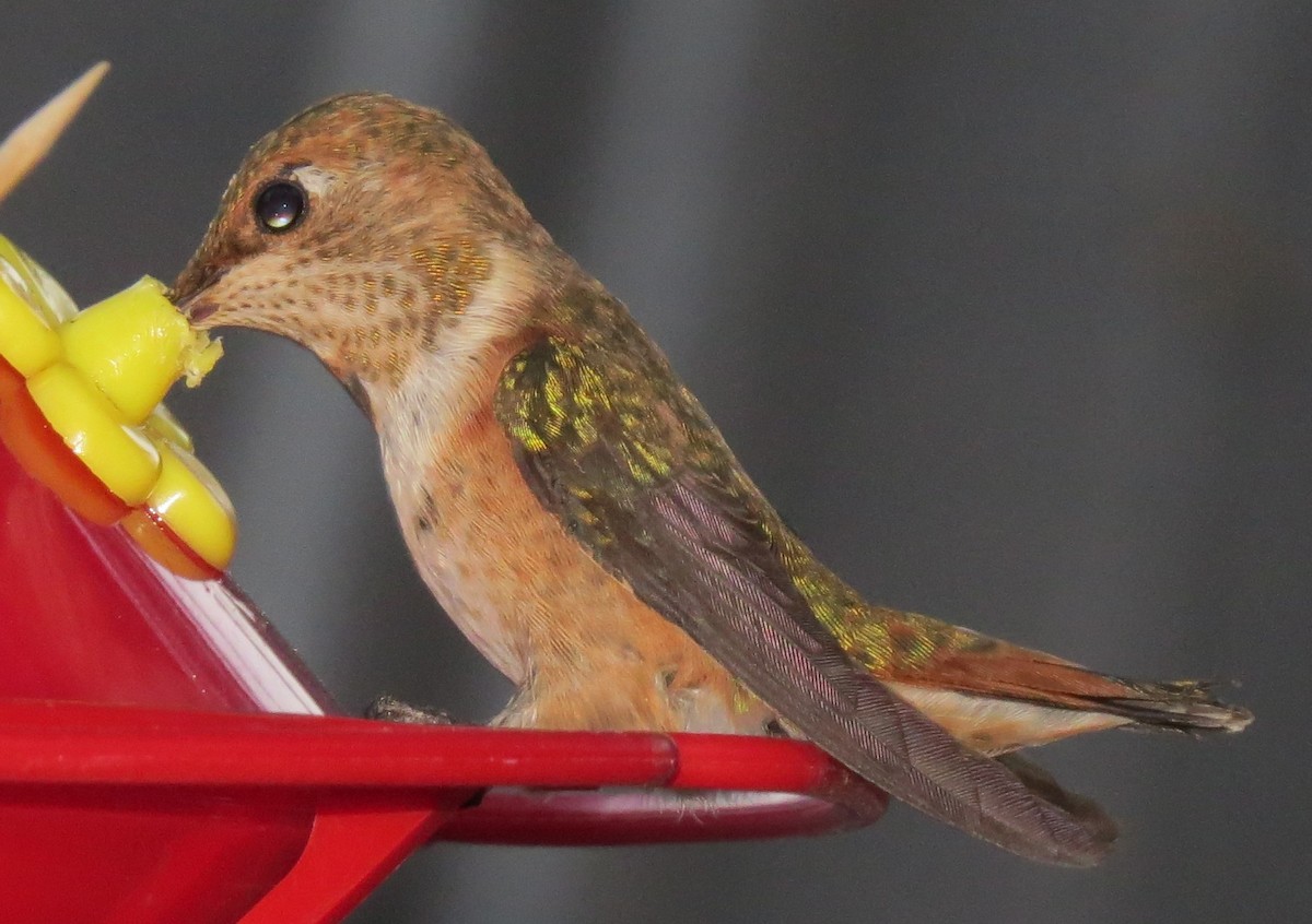Rufous Hummingbird - ML109936761