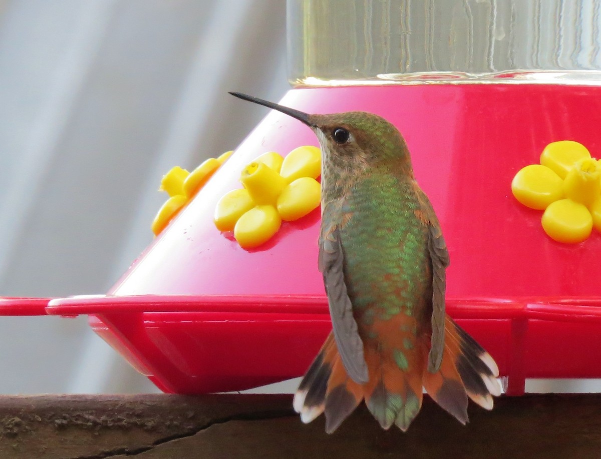 Rufous Hummingbird - ML109937961